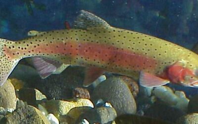Lahontan Cutthroat Trout: Reviving a Native Treasure