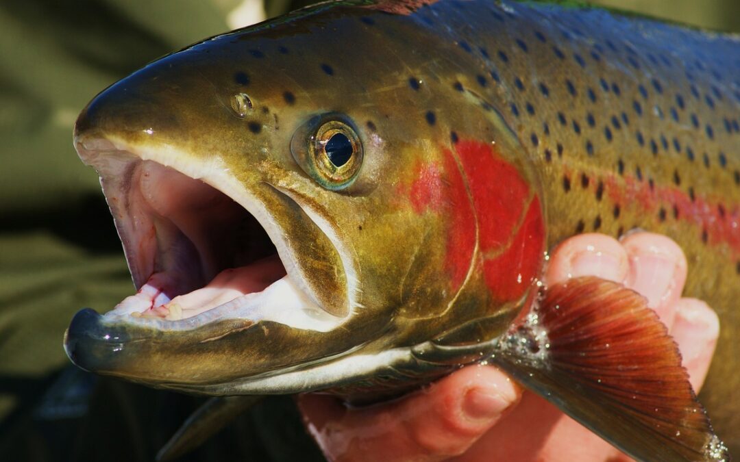 The Wonders of Lake Tahoe’s Aquatic Gem: The Fish of the Deep Blue