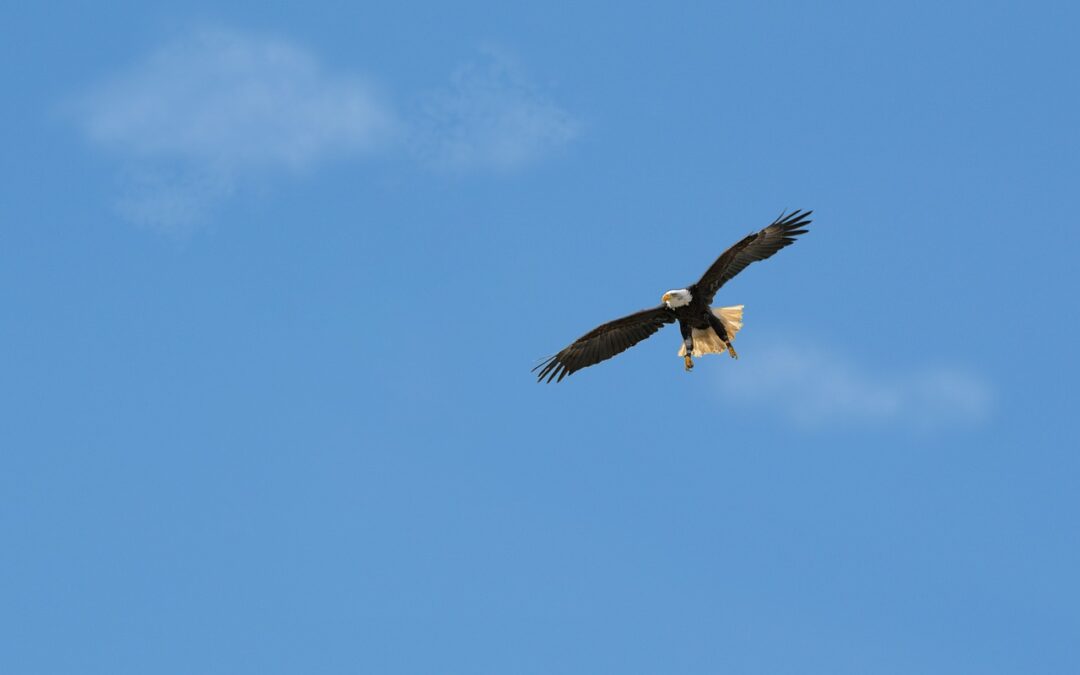 Majestic Bald Eagles: Guardians of the Sky